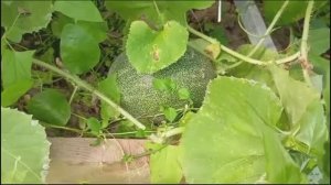 5.09.24г. Осень на дворе, а в огороде ещё много томатов. Наше пополнение