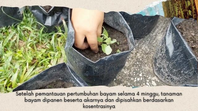 Pengaruh Pemberian Pupuk Organik Terhadap Pertumbuhan Tanaman Bayam (Amaranthus viridis L.) смотреть онлайн