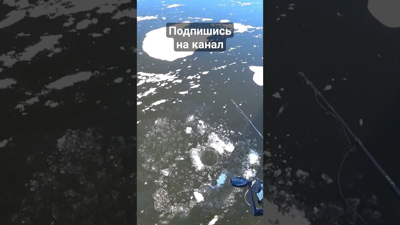 Окунь по первому льду #окуньнабалансир #рыбалка #shorts