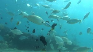 Красное море. На дне