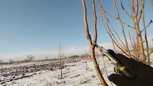 Обрезка молодого сада груши. Формировка пальметты.