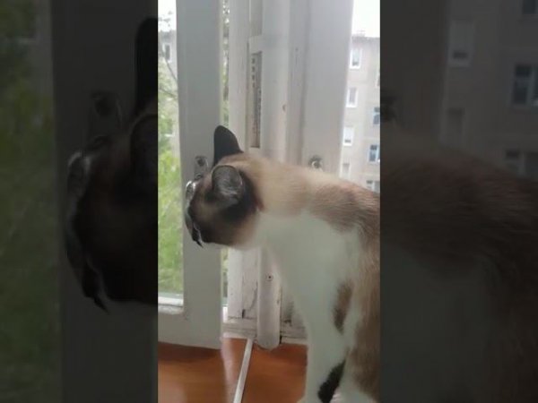 Люся и Сёма Кошачьи нервы