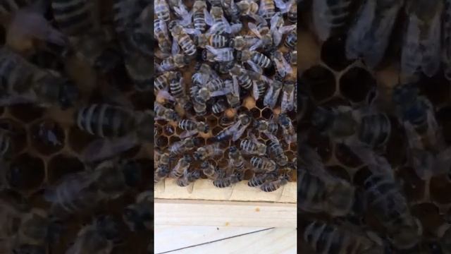 Осмотр пчелиной матки смотреть онлайн