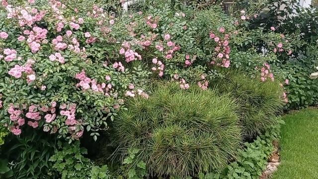 Мой РАЙСКИЙ САД меня встречает безудержным цветением! смотреть онлайн