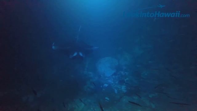 Swimming With Manta Rays at Kona Sheraton (Big Island, Hawaii) LookIntoHawaii.com