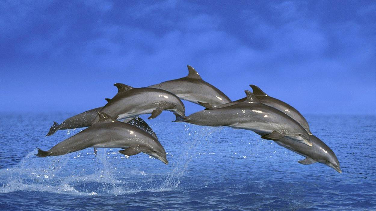 дельфины смотреть онлайн