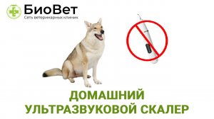 Домашний УЗ-скалер для кошек и собак