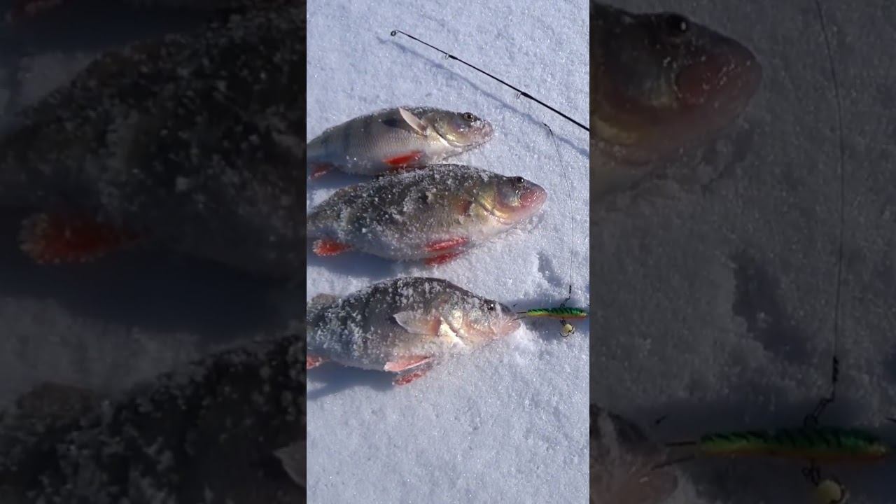 Щука не пришла, да и ладно! #рыбалка #зимняярыбалка #shorts смотреть онлайн