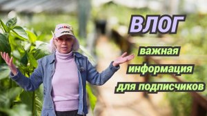 Что в саду/Решили купить грядки/Важные новости.Что дальше?