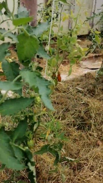 Томат,, Лисий хвост,, смотреть онлайн