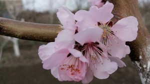 Как выглядят летние прививки ПЕРСИКА весной?