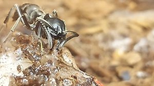 Муравьи понерины (Pachycondyla Crassinoda)