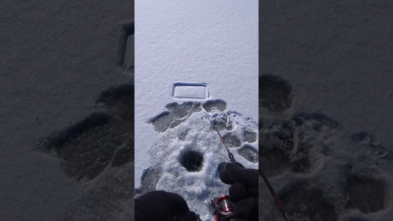 Окунь на балансир #рыбалка #зимняярыбалка #shorts смотреть онлайн