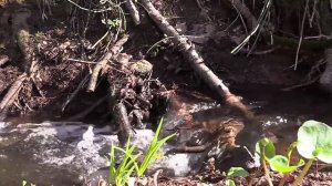 Саша Иркутский-Вернусь я домой