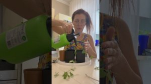 Тунбергия , перевалка и посадка черенков.