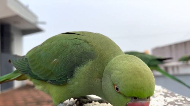 Rose ringed Green parakeet - Day 98 смотреть онлайн