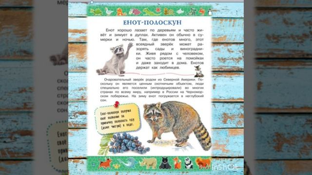 #shorts По секрету всему свету. Енот-полоскун смотреть онлайн