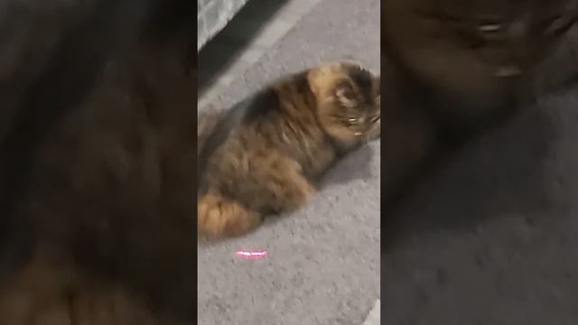 Кошачья жизнь в Нидерландах