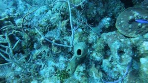 Grand Cayman Dive Trip 2020 with Ocean Frontiers