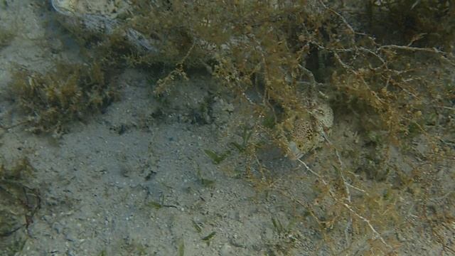 На охоте. Звездчатая мурена. Египет.Sheraton Soma Bay Resort.Март 2025.
С Лилия Драч.