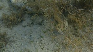 На охоте. Звездчатая мурена. Египет.Sheraton Soma Bay Resort.Март 2025.
С Лилия Драч.