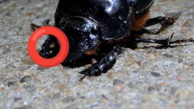 Another One Of My Favorite Beetles. смотреть онлайн