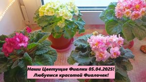 Наши Цветущие Фиалки 05.04.2025! Любуемся красотой наших Фиалочек!