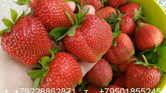 Земклубника 8 сортов-2-ой обзор!
