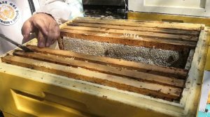 20 мая 2024 г. Ивовый мёд. Псковская область.