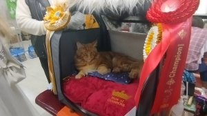 В керченском ДК КОРАБЕЛ прошла выставка продажа кошек.