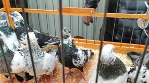 5.04.2025 г Москва Птичий рынок Садовод ч. 3 👍👍👍