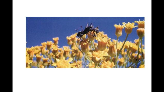 カカトアルキの交尾 смотреть онлайн