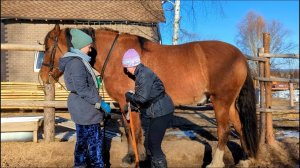 СКОЛЬКО ВЕСИТ 3-х ЛЕТНИЙ ГИГАНТ?! ВЗВЕСИЛИ ЛОШАДЬ! СДЕЛАЛИ НОВЫЙ ПОТОЛОК И РАЗБОРКИ В КУРЯТНИКЕ.