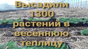 Посадка растений в весенюю теплицу #землядел