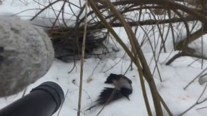 Февральский Кроухантинг