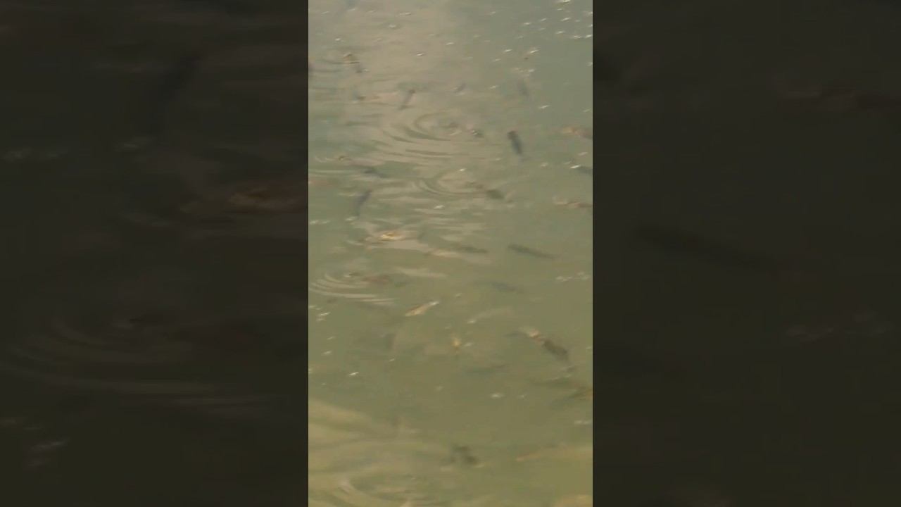Рыбное место #рыбалка #карась #окунь #рыбалкавесной #shorts