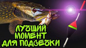 Когда подсекать щуку при ловле на живца с поплавочной удочкой