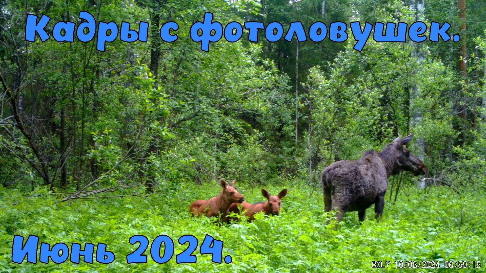 Июнь кадры с фотоловушек.