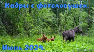 Июнь кадры с фотоловушек.