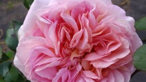 Красивые розы в моём саду