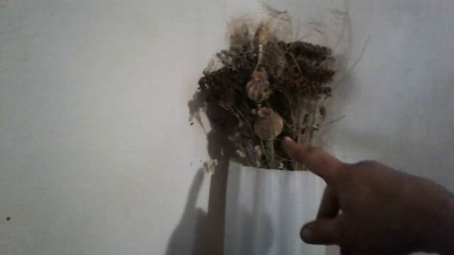 БЛАГОРОДНЫЙ ШАЛЯ-ЗА ЛЮБОВЬ НАДО БОРОДЦА УРОК-4 как я борюсь за свой род и народ смотреть онлайн