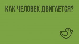Как человек двигается? Видеоурок по окружающему миру 4  класс