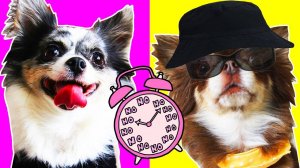 Что случилось с Мишей? День, который всех удивил! Концерт!🎵✨