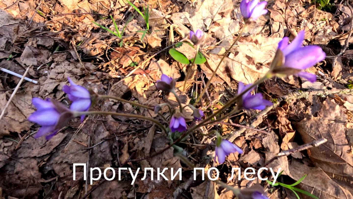 Прогулки по лесу. Расцвела печеночница. Порют разные птички.
