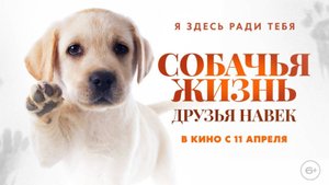 Собачья жизнь: Друзья навек | Русский трейлер | Фильм 2023
