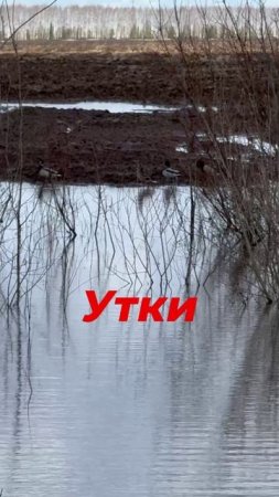 Охота на селезня