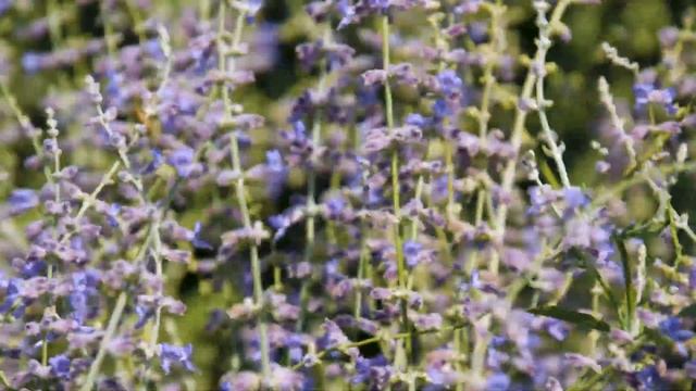 Raising Bees at Scissortail Park смотреть онлайн