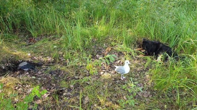 Чайка, ворона и собака ищут клад смотреть онлайн