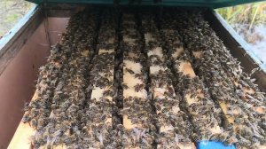 Проверяем осыпь клеща после четвертой обработки шнурами ТЭДА. 25.10.2022г.