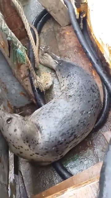 Ловили лосося а поймали нерпу смотреть онлайн